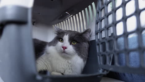 Katze-In-Einer-Transportbox