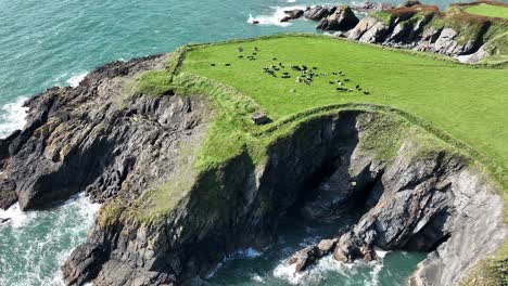 Antena-De-La-Costa-De-Irlanda-Dando-Vueltas-A-La-Izquierda-Del-Promontorio-En-La-Costa-De-Cobre-De-Waterford-Con-Cuevas-Marinas,-Rebaños-De-Ganado-Y-Un-Antiguo-Búnker-De-La-Segunda-Guerra-Mundial-Y-Una-Costa-Espectacular