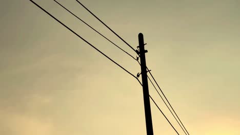 electrical line grid during sunset