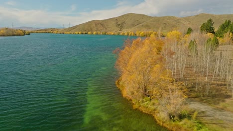 árboles de hoja caduca en la orilla del brazo del lago wairepo durante la temporada de otoño en nueva zelanda