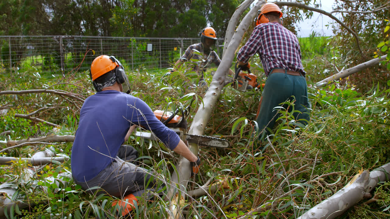 Three lumberjacks with chainsaw cutting tree trunk 4k