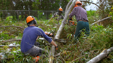 three lumberjacks with chainsaw cutting tree trunk 4k