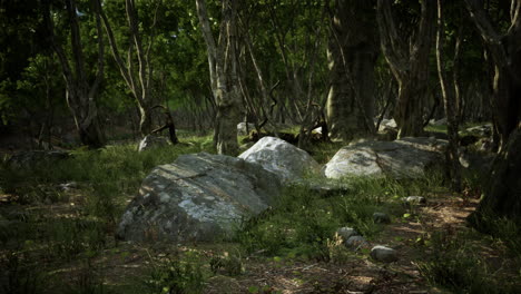 Hermoso-Bosque-De-Verano-Con-Diferentes-árboles