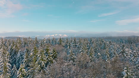 Snow-Covered-Pine-Trees-At-Bois-du-Grand-Jorat-With-The-Alps-In-Background-Near-Lausanne,-Vaud-Switzerland