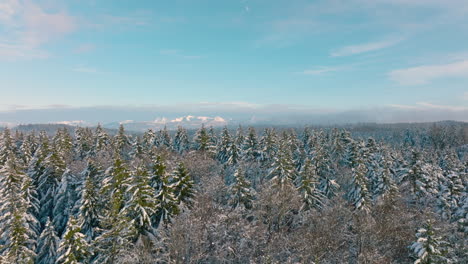 pinos cubiertos de nieve en el bois du grand jorat con los alpes en el fondo cerca de lausana, vaud, suiza
