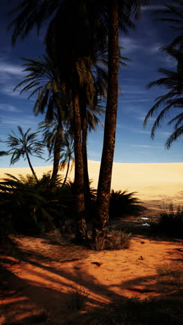 palm trees in a desert oasis