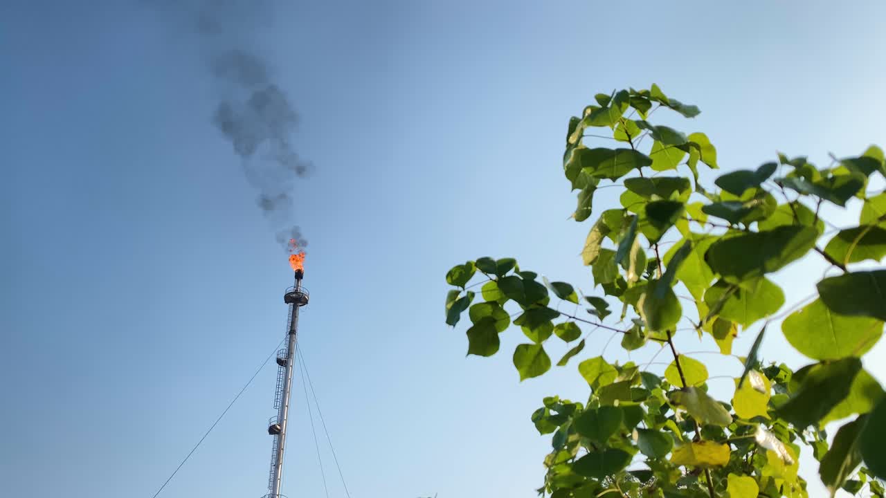 cultivo de plantas cerca de la llamarada de gas de la industria en llamas, chimenea contra el cielo despejado