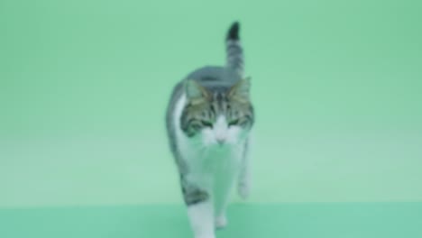 The-cat-comes-to-the-camera.-Green-screen