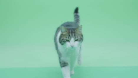 the cat comes to the camera. green screen