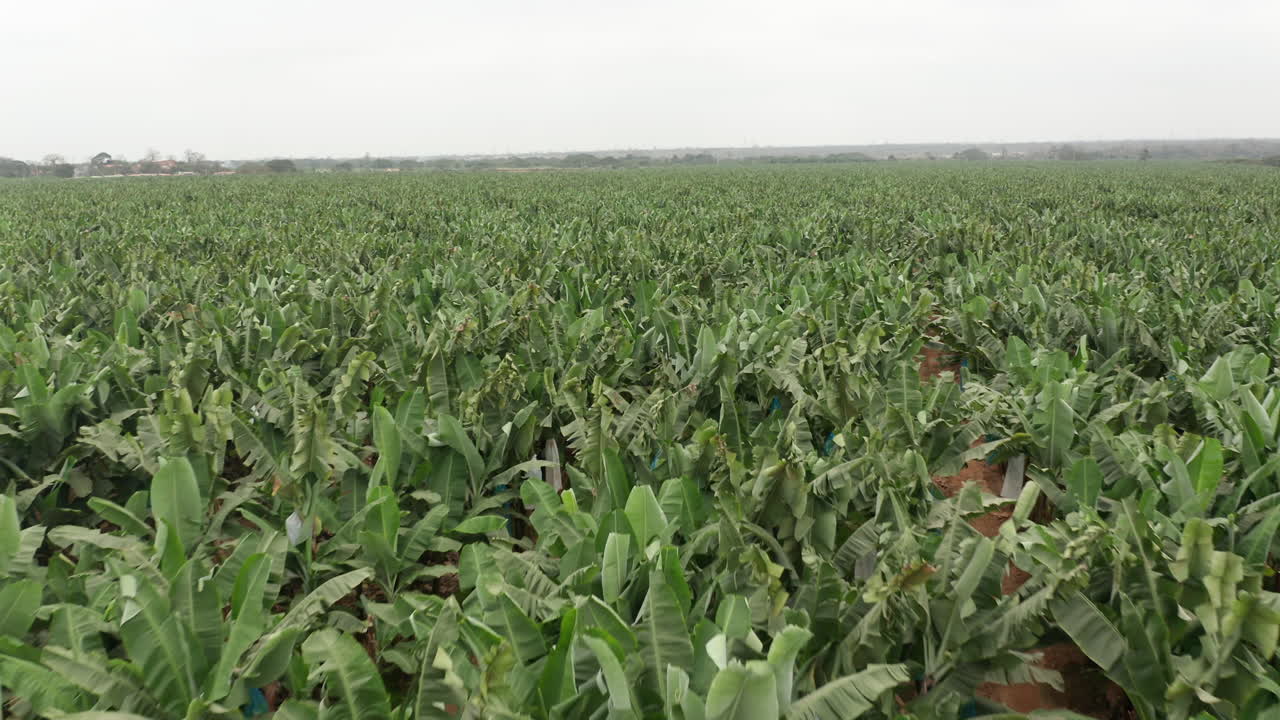 viajando frente al cultivo de banano, caxito en angola, áfrica 2