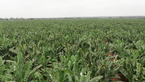 viajando frente al cultivo de banano, caxito en angola, áfrica 2