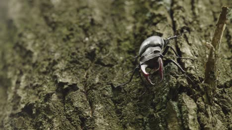 close up of a large male stag beetle walking slowly down the trunk of a tree