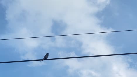 pequeño pájaro solitario se sienta y vuela lejos de las líneas eléctricas, vista desde abajo