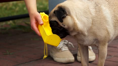 pug drinking from a basin