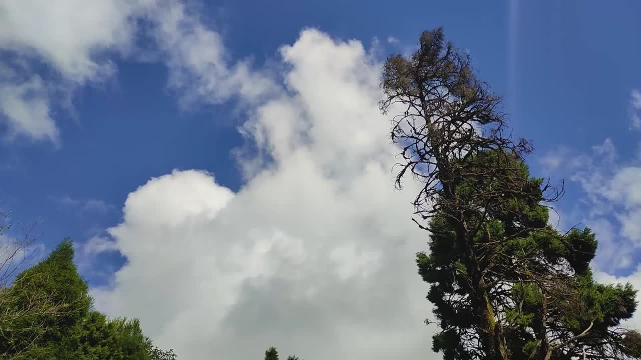 Majestic Tree against a Bright Blue Sky with Fluffy Clouds