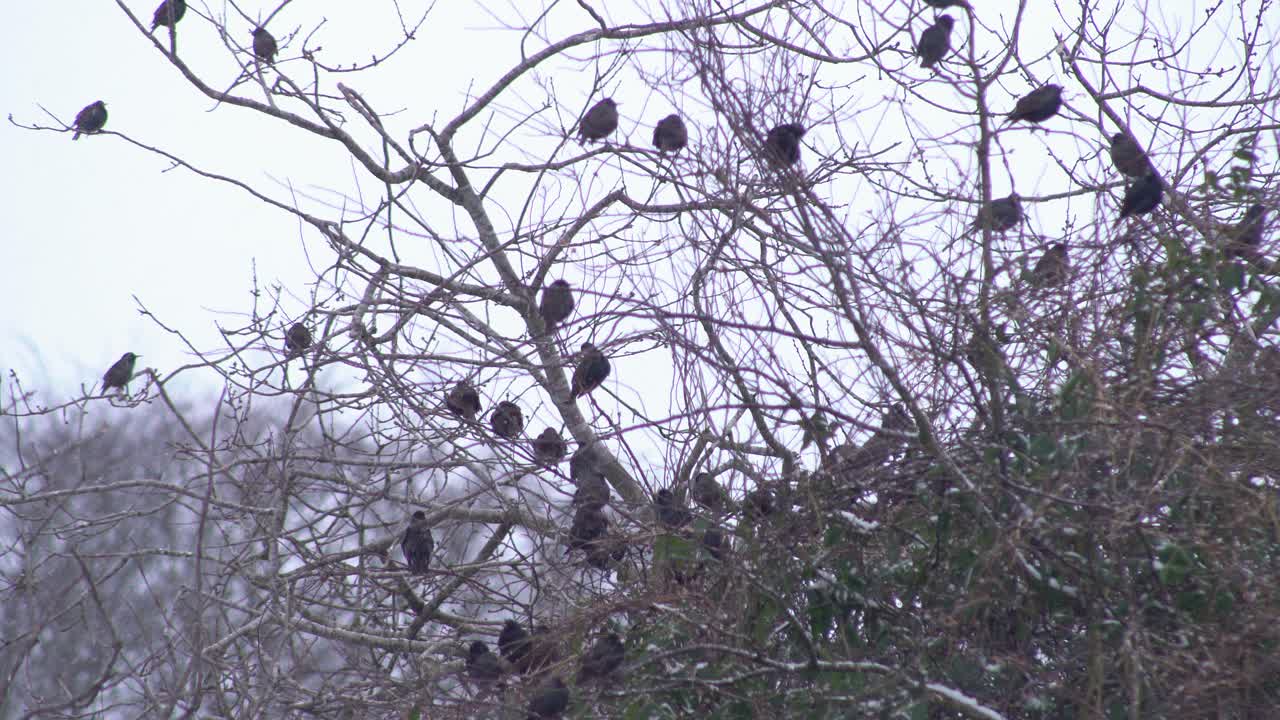 grupo de pequeños pájaros negros sentados y mirando alrededor en un árbol marchito mientras algunos pájaros vuelan en un día de nieve en escocia