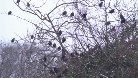 Group-of-small-black-birds-sitting-and-looking-around-in-a-withered-tree-while-some-birds-are-flying-around-on-a-snowy-day-in-Scotland