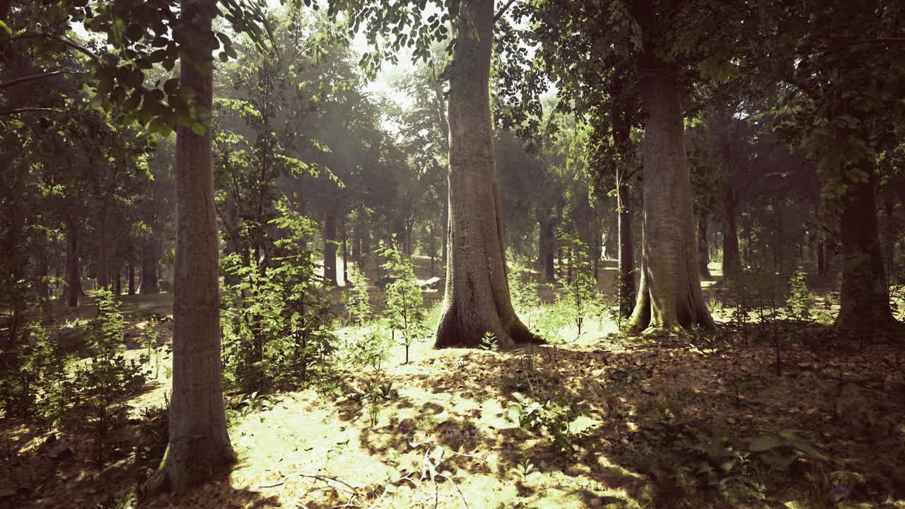 Sunlit forest grove filled with towering trees and lush greenery during midday