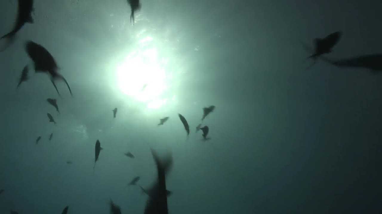 акула под водой