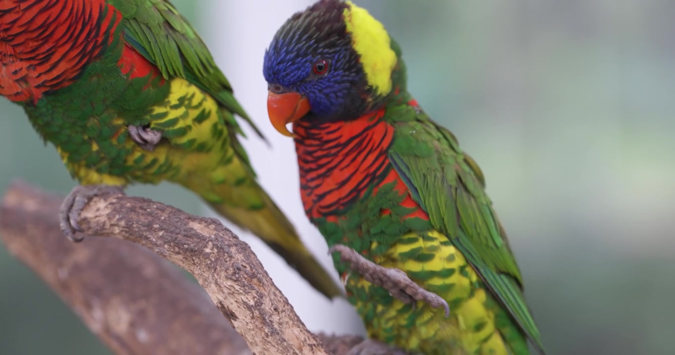 Lori arcoíris levanta la pata para rascarse la cabeza mientras está posado junto a otra ave colorida en el Parque de Aves y Flores de Jeju