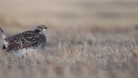 Spitzschwanzhuhn-Während-Der-Paarungsrituale-Auf-Wilden-Goldenen-Wiesen-In-Saskatchewan,-Kanada