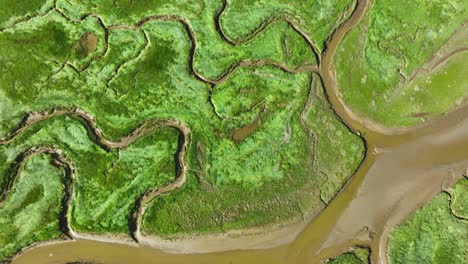 Aerial-vertical-tilting-shot-of-beautiful-landscape-texture-with-bright-green-wetlands-with-grass,-bushes-and-small-rivers-leading-into-the-sea