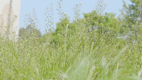 Hierba-Verde-En-El-Prado-Meciéndose-Con-El-Viento