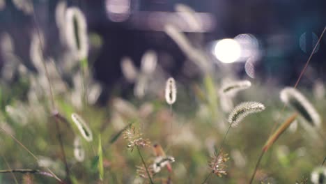 japanese silvergrass swaying in the wind during summertime in tokyo, japan.  - medium shot