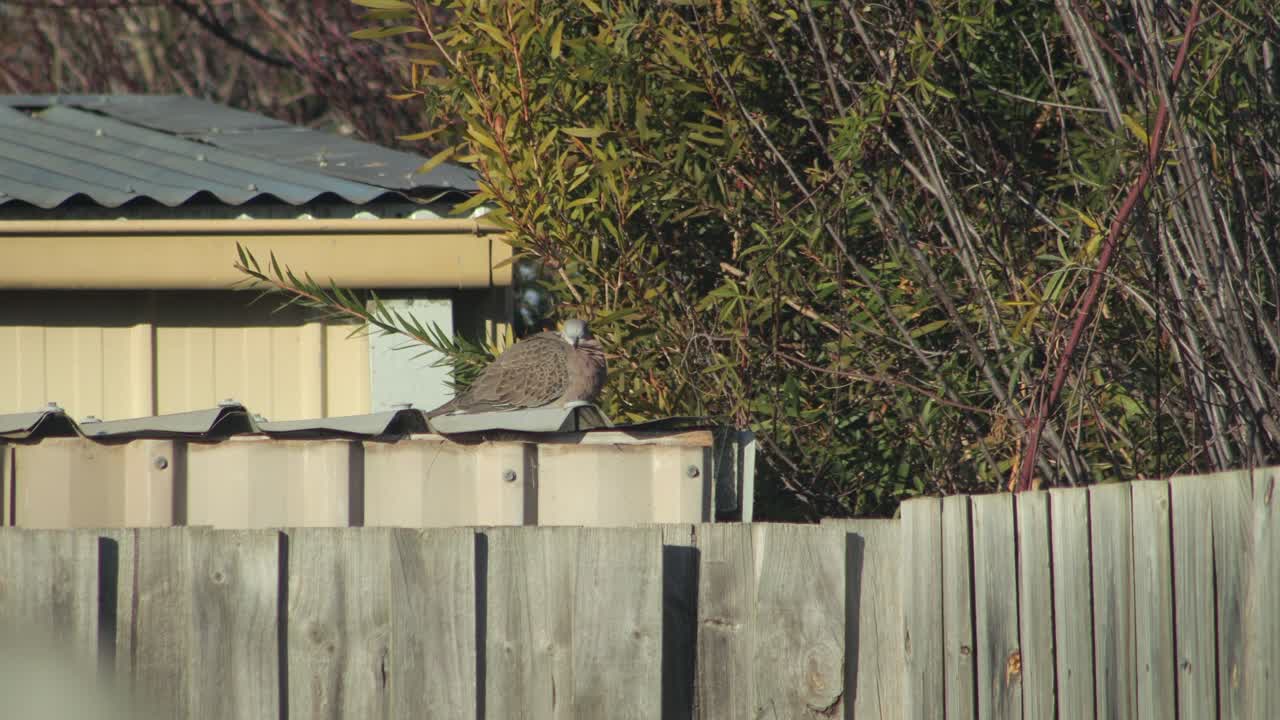 Spotted Dove Perched On Metal Shed Garage Puffing Up Feathers Looking Around Daytime Sunny Australia, Victoria, Maffra, Gippsland