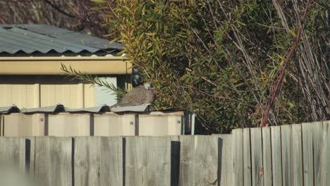 spotted dove perched on metal shed garage puffing up feathers looking around daytime sunny australia, victoria, maffra, gippsland
