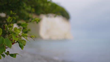 Fokussierung-Vom-Ast-Auf-Die-Weißen-Kreidefelsen-Auf-Der-Insel-Rügen-Im-Nationalpark-Jasmund,-Deutschland