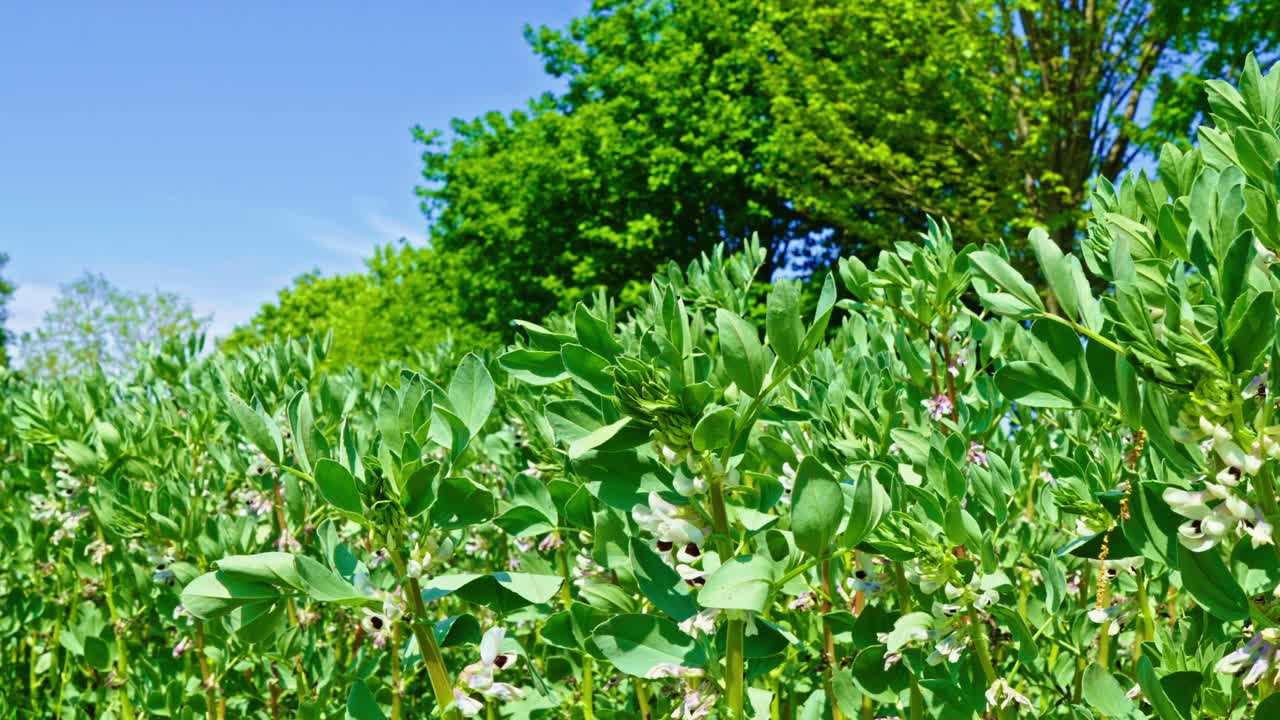 Closer view of a lush green foliage and wild field under sunny blue sky in the countryside.