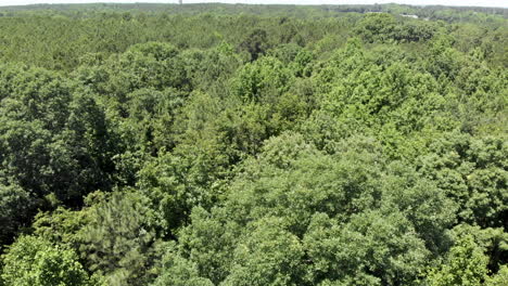 imágenes de drones del bosque de paletas en vivo