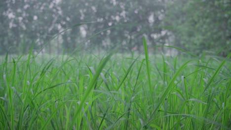 A-cloudy-and-windy-day-at-farm-in-northern-India