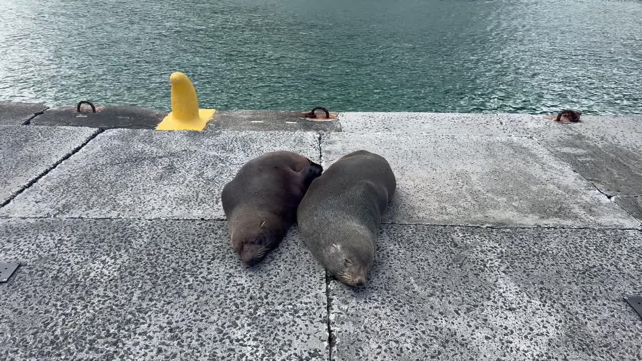 Sleeping seals on a pier in South Africa near Cape Town