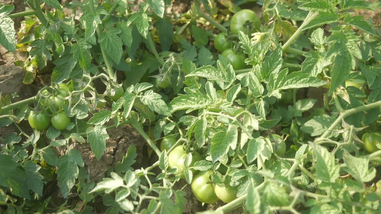 정원에서 자라는 초록색 토마토