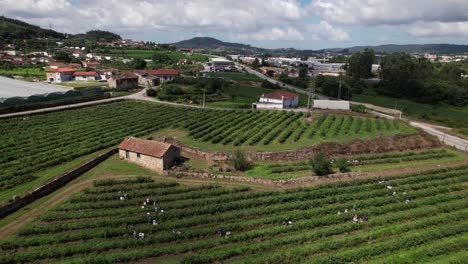 Trabajadores-De-Vista-Aérea-Recogiendo-Arándanos-En-Una-Granja-De-Arándanos-4k