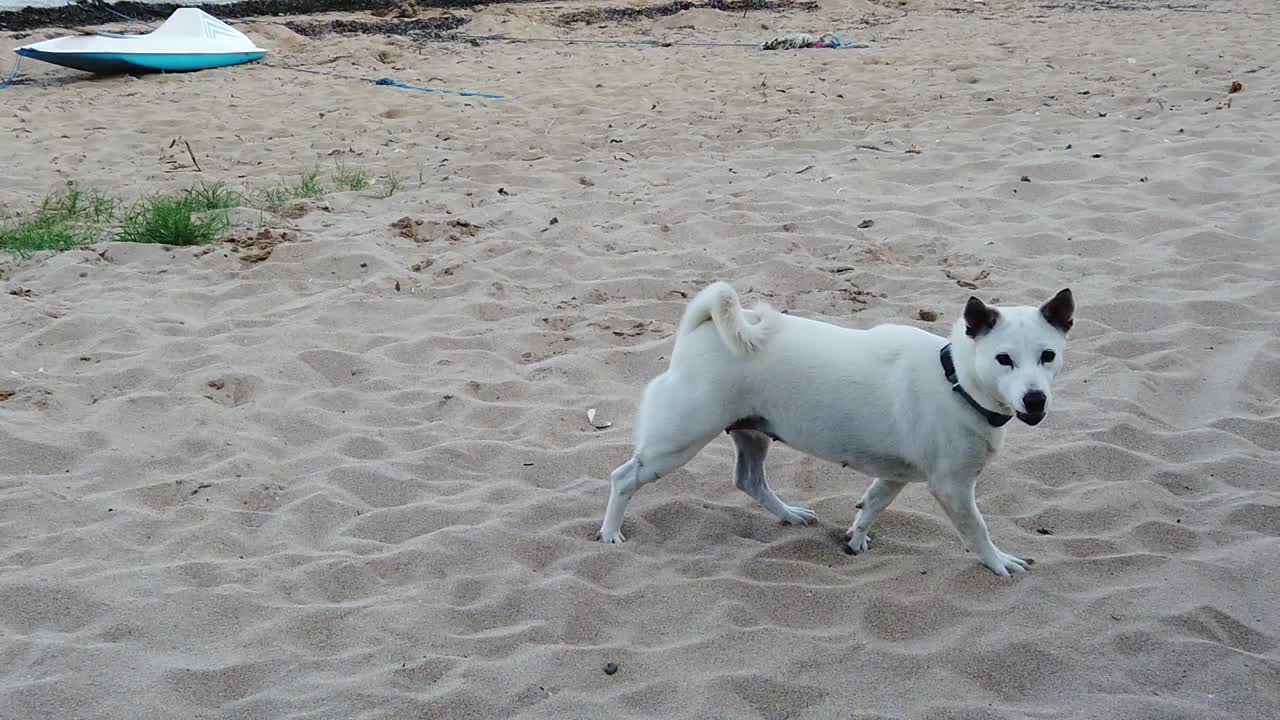 ⁇  모래 해변에서  ⁇  개가 흔들리고, 낮빛을 즐기며 느린 동작으로 촬영되었습니다.