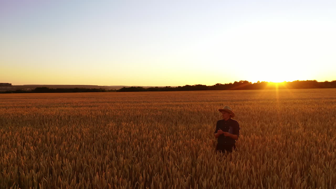 Farmer walking in a field at sunset. Elderly man agronomist in hat in wheat field and examining crop. Agriculture industry.