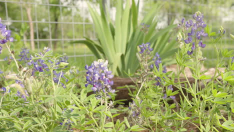 una toma de seguimiento de bluebonnets balanceándose suavemente en una brisa ligera, mostrando sus vibrantes colores azules contra un telón de fondo verde exuberante