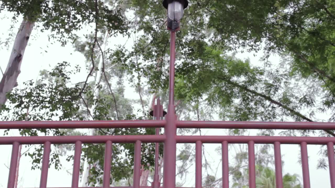 램프와 크고 잎이 무성한 나무가 있는 공원