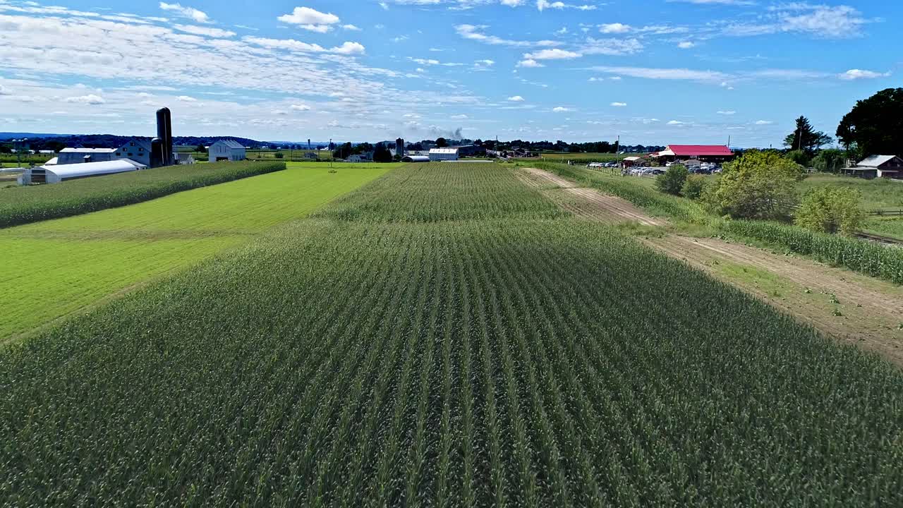 Vista aerea di file di campi di mais e terreni agricoli, volando basso sul mais in una soleggiata giornata estiva