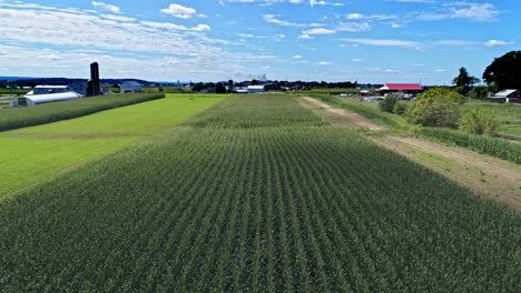 An-Aerial-View-of-Rows-of-Corn-Fields-and-Farmlands-Flying-low-to-the-Corn-on-a-Sunny-Summer-Day