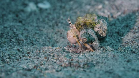 hermit crab. red sea. moves sideways