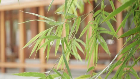 close up view of bamboo tree leaf background while wind blowing in the bamboo forest in asia area