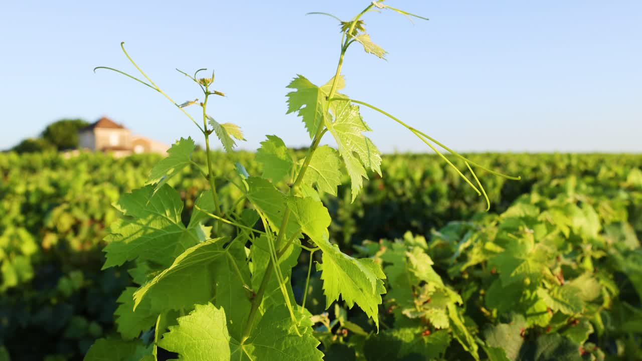 un viñedo exuberante con una casa lejana bajo un cielo despejado