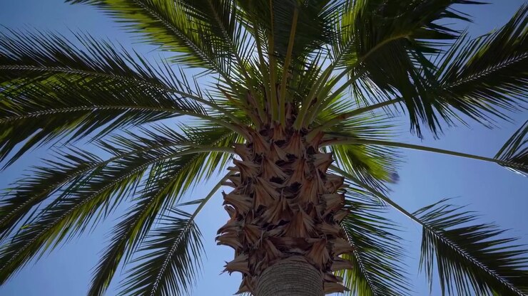 Palm Tree Fronds Swaying in the Wind Against a Clear Blue Sky