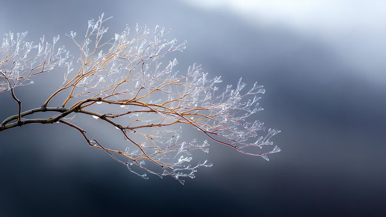 A delicate branch adorned with crystalline ice formations stands out against a blurred background of soft gray tones, encapsulating the serene beauty of winter's touch on nature's canvas