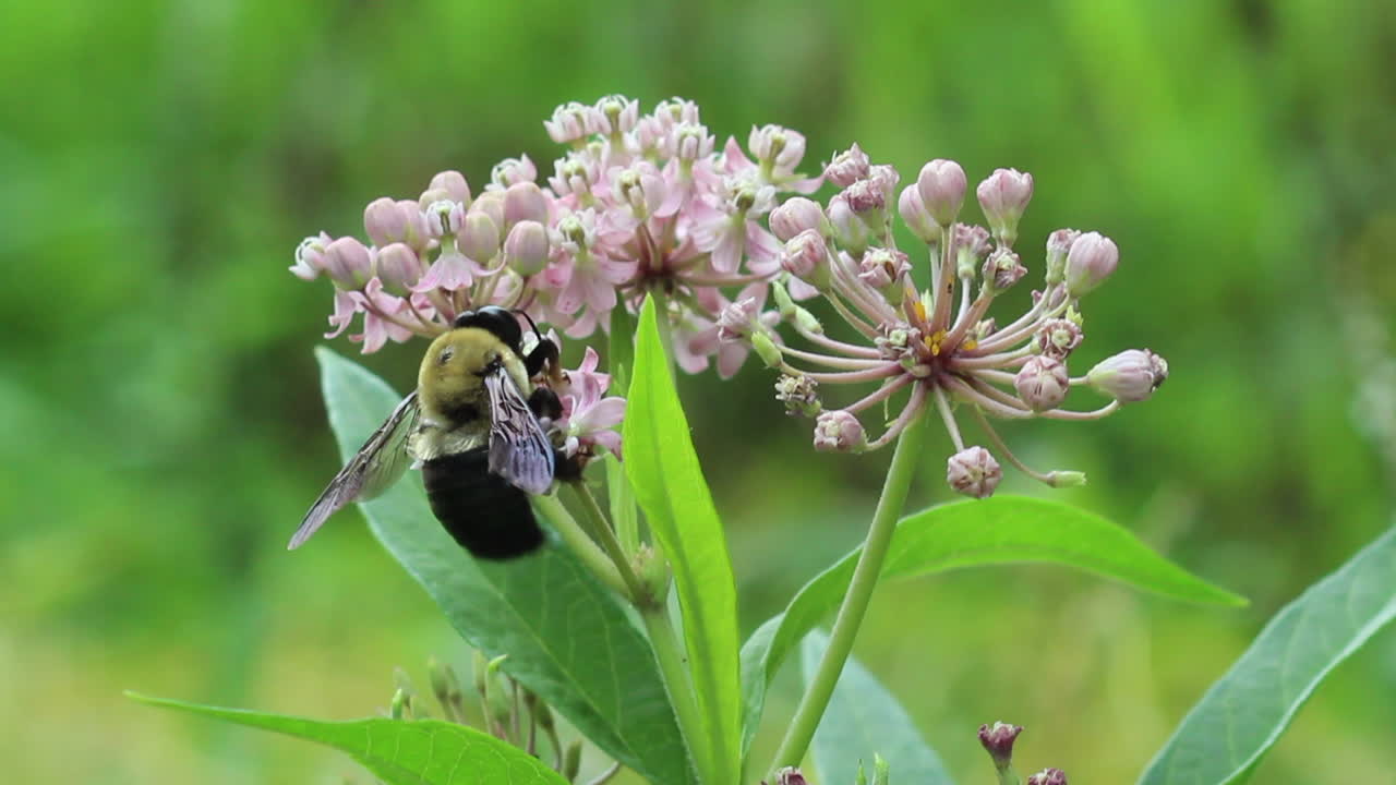 abeja recogiendo polen en una flor rosa
