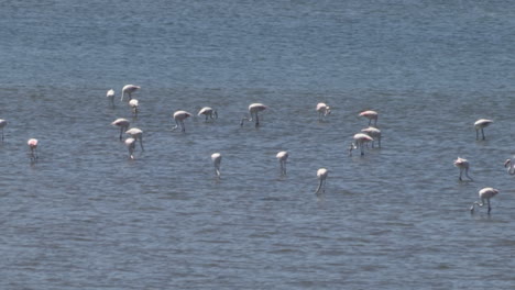 Rosa-Flamingos-Können-In-Der-Nähe-Der-Salinen-Von-Figueira-Da-Foz-Gesichtet-Werden